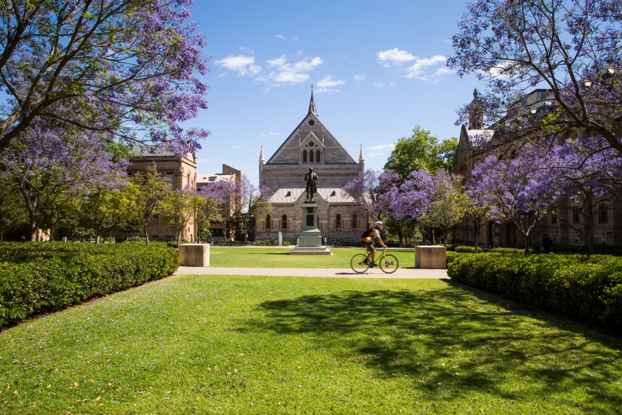 Jacaranda trees in flower on campus, bicycle, bike